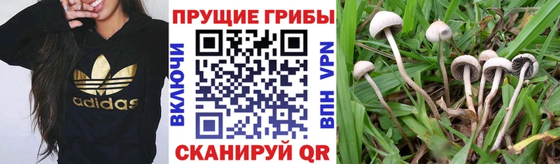 где продают наркотики Лебедянь Псилоцибиновые грибы Psilocybe